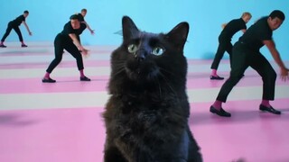 Khi Ken Got a Cat - Những chú mèo xâm chiếm bộ phim "Barbie" [Phụ đề song ngữ]