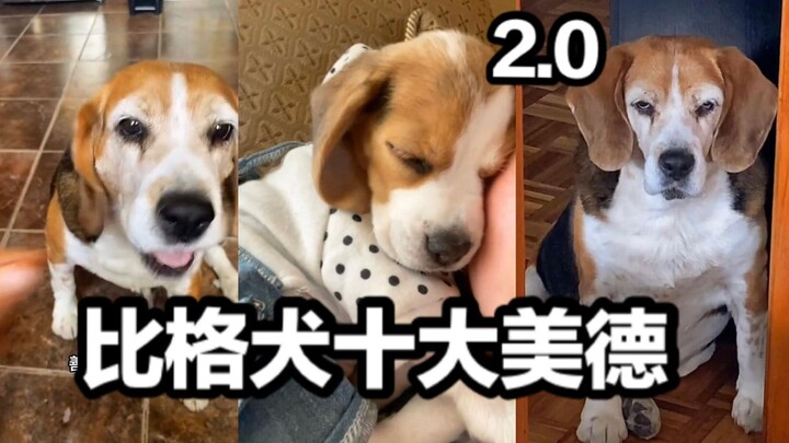 Top 10 Virtues of the Beagle 2.0