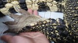 【Reptile Pet】Touch crocodile claws