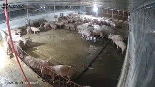 打雷把猪全部震醒