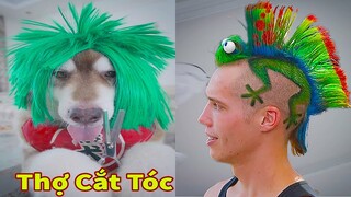 Thú Cưng TV | Ngáo Husky Troll Bố Dương KC #55 | chó thông minh vui nhộn | funny cute smart dog Pets