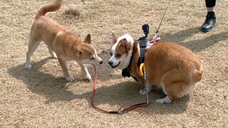 What happens when a corgi meets a pack of shiba inus?