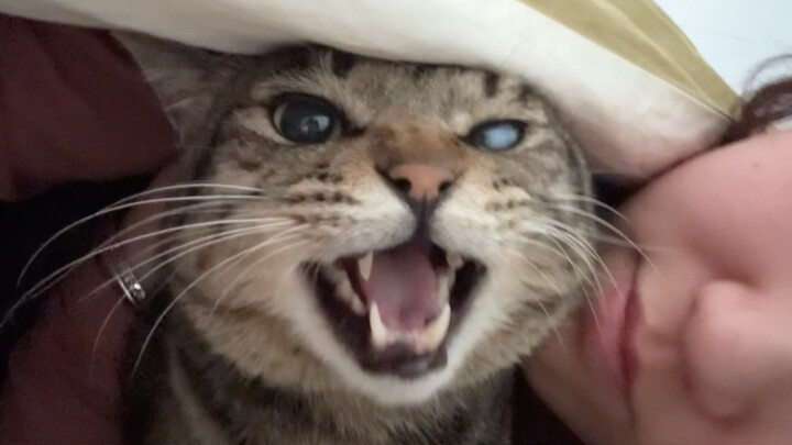 The kitten squealed as Mom squeezed it, yet it still managed to keep its lisp.