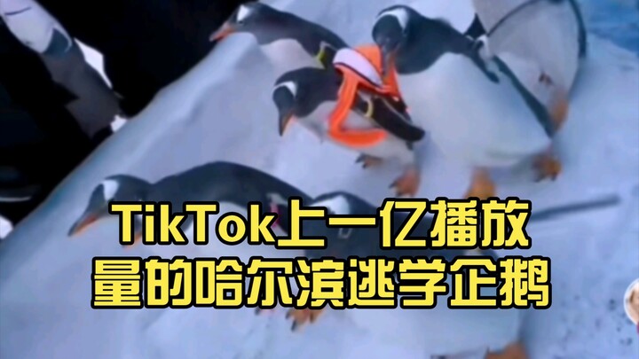 เพนกวินโดดเรียนแห่งฮาร์บินที่มียอดวิวถึง 100 ล้านบน TikTok: สะพายกระเป๋าสีส้มน่ารักสุดๆ