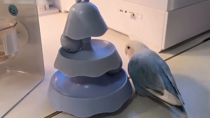 Apa ini 👀Koin Burung🤩Jika kamu mengambil seekor burung, itu adalah seekor burung🥰