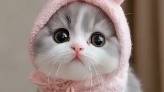 Cute Kitten Dance