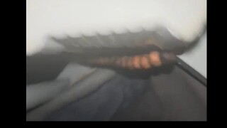 Is it true that cockroaches are tamed?