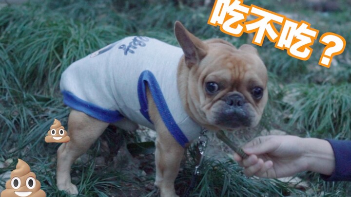 Saat anjing penggembira buang kotoran, beri dia camilan favoritnya! Apakah dia akan memakannya? Yang