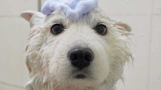 沉浸式翻新脏脏狗