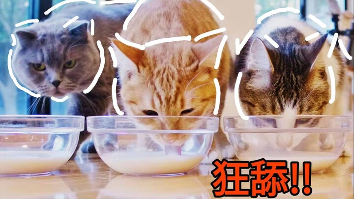 [ของแจกหูฟัง] ชงนมผงจากนมแพะหม้อใหญ่ให้กับเหล่าแมว! แมวทั้ง 33 ตัวพากันเลียกันอย่างเมามัน!