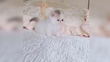 Baby Cats - Funny Cat