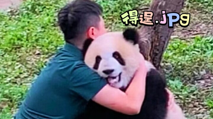 Mama’s boy giant panda Yu Ke is so clingy～