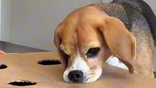 Good news for those who love to see beagles get humiliated!