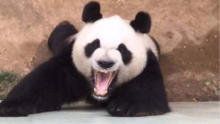The Lucky-Unlucky Bear—The Story of Yuan Xiao