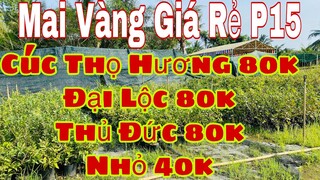 mai vàng chơi tết p15 | 0909502080 Chị Út | mai vàng giá 80k bao ship 5 cây -40k không bao ship