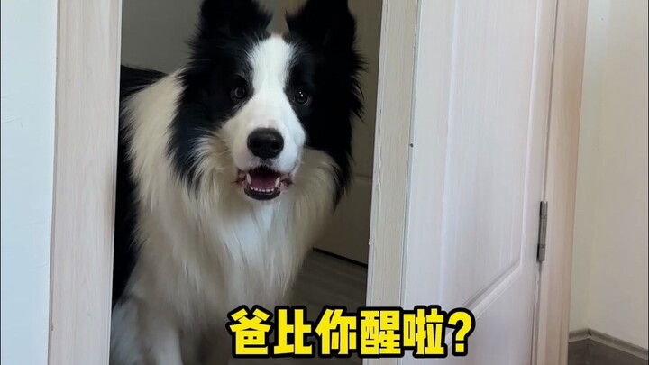 Dog owners at home often feel like they’re sneaking around. (Here’s the full version I promised you 