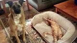 Funniest Cats Stealing Dogs Bed - ลูกแมวตลกและน่ารัก