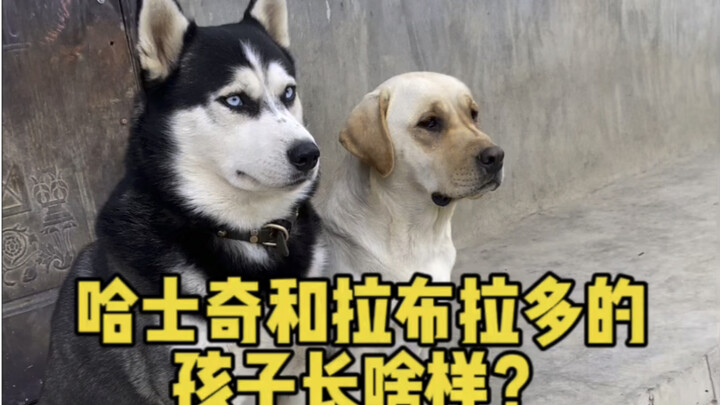 Siberian Husky urus tata rias, Labrador urus pewarnaan!