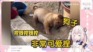 日本萝莉看《小土狗就是最可爱的》当场绷不住了！“狗子也太可爱了吧！！！”
