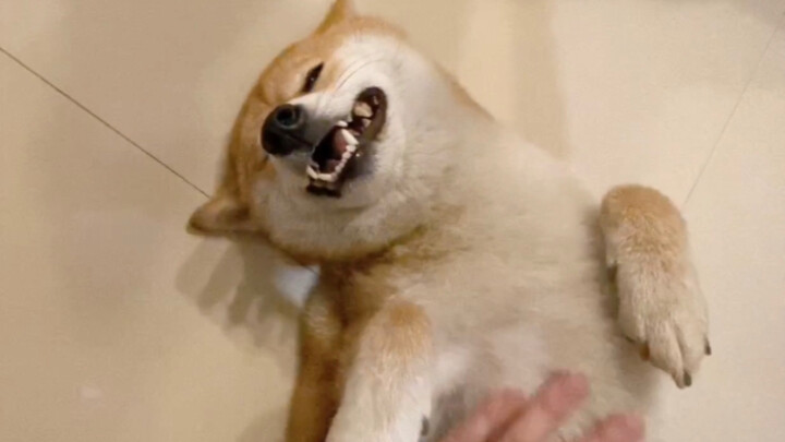 Tear-jerking! A Shiba Inu returns to the home where it grew up—what will its reaction be?