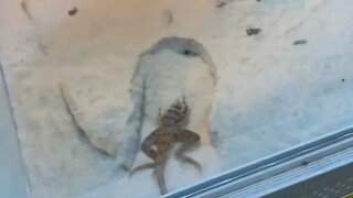 كل الجهود السابقة ذهبت سدى