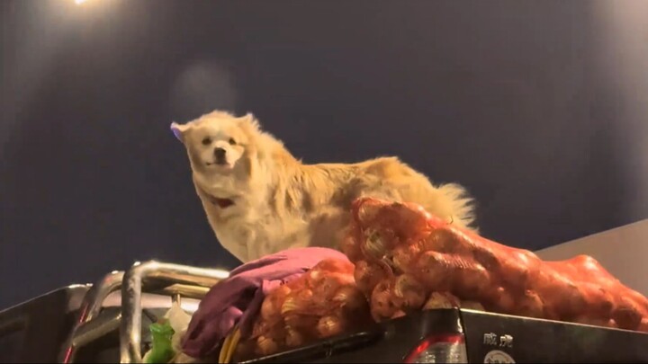 “Con người, đã sẵn sàng chưa? Sắp bắt đầu đánh trận ngược gió rồi đó!”