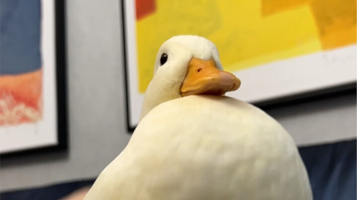 The duck's neck is so flexible