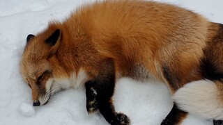 The little fox who didn't catch the mouse is very sad -> QAQ