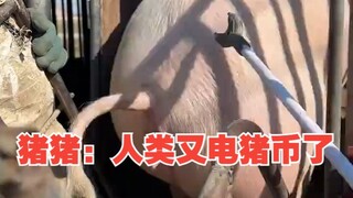 Pig Pig: Humans are using pig coins again
