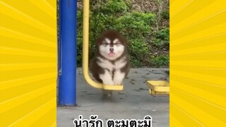 สัตว์เลี้ยงเพื่อนขนปุย : น่ารักตะมุตะมิ