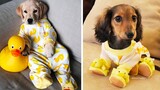 ♥Cute Puppies Doing Funny Things 2020♥ #25  Cutest Dogs | Cutest Puppies City