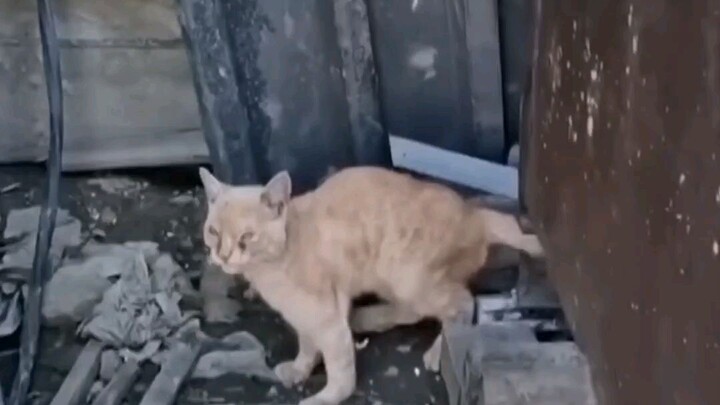 Menolong Kucing Cacat Yang Dibuang Pemiliknya