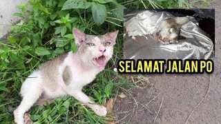 Inna lillahi wa inna ilaihi raji'un Kucing Lumpuh Yang Kami Adopdi Dari Jalanan Meninggal Dunia..!