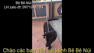 Dòng chó săn độc mực, giữ nhà cực tốt. giới tính đực.