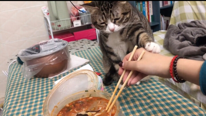 Kucing: Bisakah kamu berhenti makan kotoran?!