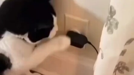 Power off and restart cat food! Smart cat eats cat food by itself after using bug #cat