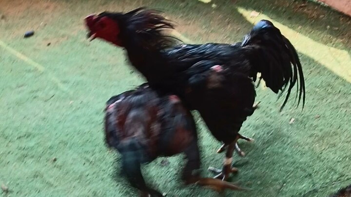 เขียวหยก