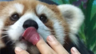 【小熊猫】小舔熊的肚子实在是太好摸了！！全身都好摸！