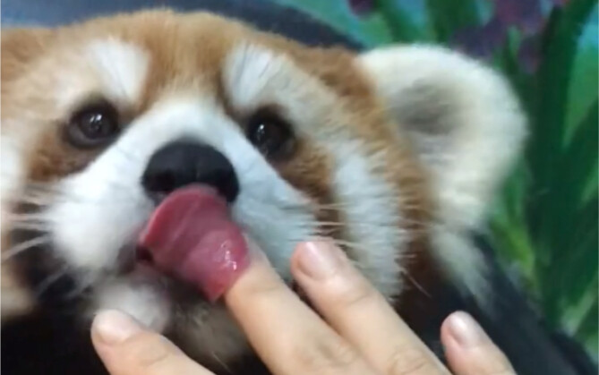 [Red Panda] The little panda's belly is so nice to touch!! The whole body is nice to touch!