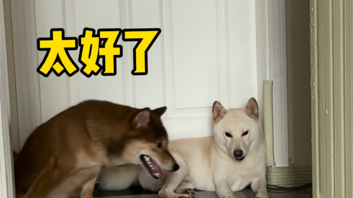 妈妈的好大儿（像个冤种）