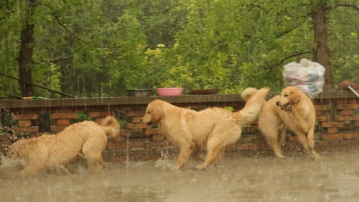 Rainy days are way better when you’re getting soaked together with your furry pups at home!