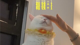 月底了找猫猫侠要点零花钱