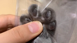 I bought a simulated cat paw to pinch! So realistic!