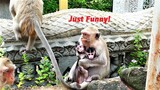 Sarah Mother Monkey Always Hugging Baby Rainie and Brings Her Far from Mother Rana