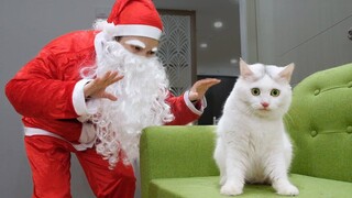 แมวกับซานตาคลอส