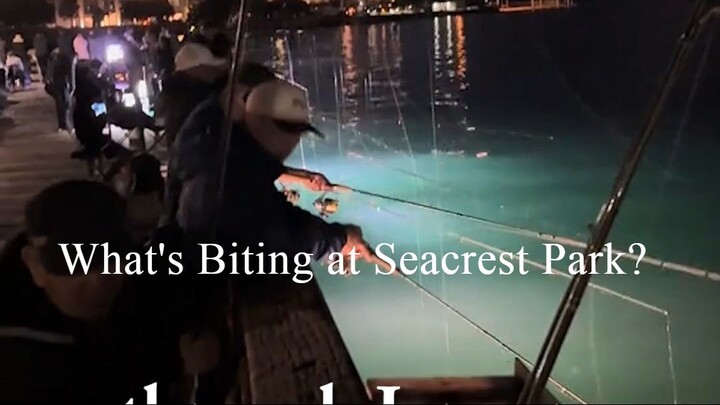 What's Biting at Seacrest Park