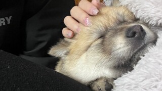 Buku Harian Pertumbuhan Xiao Tu Song Qiqi