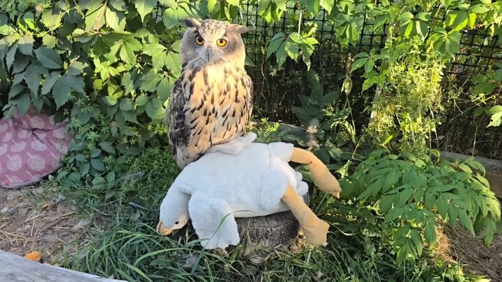 ยอลล์: ฉันเล่นไม่ไหวแล้ว หมอนข้างมันขยับเองได้แล้วนะ!