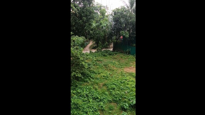 Vilage Rain Beside Dhaka City Beautiful Tree | KaziSky