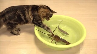 Cats Vs Shrimp